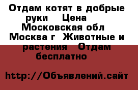 Отдам котят в добрые руки  › Цена ­ 1 - Московская обл., Москва г. Животные и растения » Отдам бесплатно   